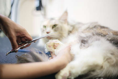 Woman cutting a nail cat on table in pet store.の写真素材
