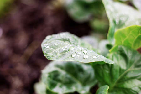 Kale on plots in the rainy season.の写真素材