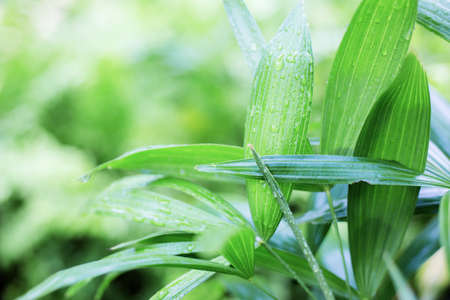 Green leaves of freshness in rainy season with sunrise.の写真素材