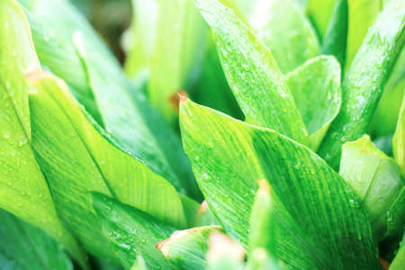 Leaves plant with sunrise in the garden.の写真素材