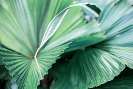 Leaves of palm in park with the texture background.の写真素材