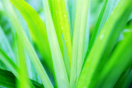 Leaves plant with beautiful at sunlight in the park.の写真素材