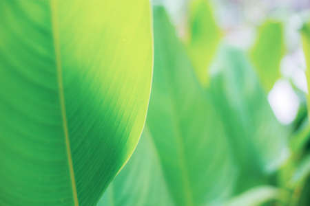 Green leaves of plant with sunlight in the garden.の写真素材