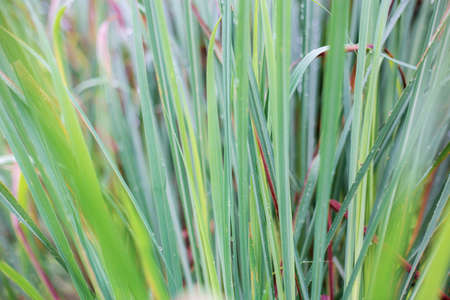 Leaves of grass in the garden with background.の写真素材