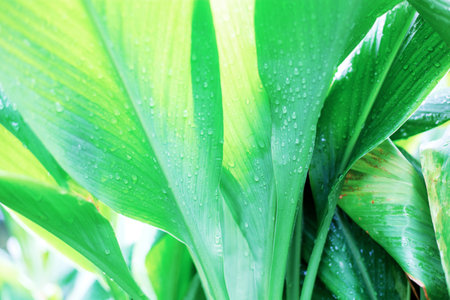 Leaves of plant with sunlight in the garden.の写真素材