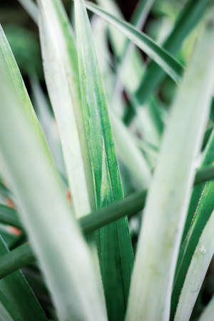 Leaves of plant in park with the background.の写真素材