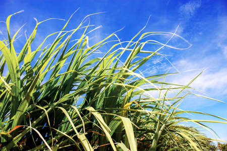 Leaves of sugarcane with the blue sky in summer.の写真素材