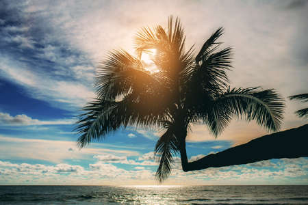 Palm tree at sea with sunset in Thailand.の写真素材