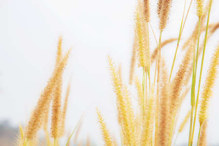 Meadow in rural with the sunlight at aky.の写真素材