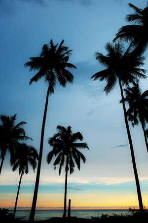 Palm tree at sea with the silhouette in Thailand.の写真素材