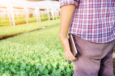 Gardeners stand holding tablets in greenhouse at sunlight.の写真素材