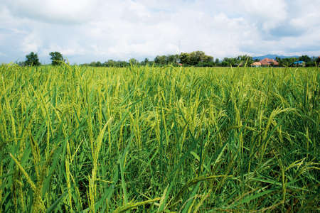 Rice fields in countryside with the sky.の写真素材