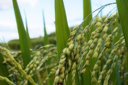 Ears of rice on fields during the rainy season.の写真素材