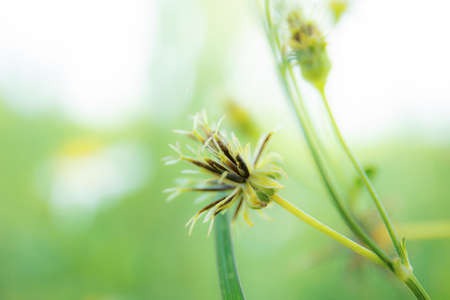 Dried flowers on tree with the green background.の写真素材