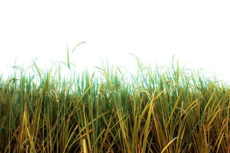 Rice on fields with a white background.の写真素材