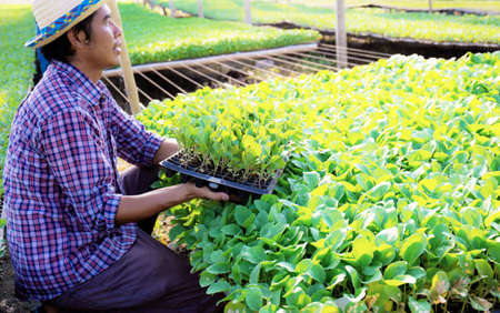 Gardeners on organic vegetable of plot in the greenhouse.の写真素材