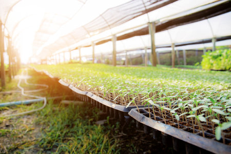 Seedlings of organic vegetables grown in greenhouses with sunlight.の写真素材