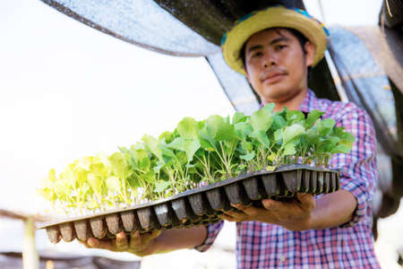 Gardeners stand to holding organic vegetables on tray with sunlight.の写真素材