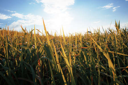 Grassland in winter with the sunset at sky.の写真素材