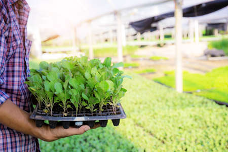Gardeners stand to hold organic vegetables in greenhouses.の写真素材