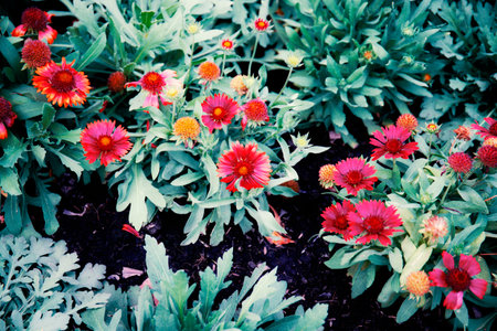 Colorful flowers and the beauty of nature with background.の写真素材