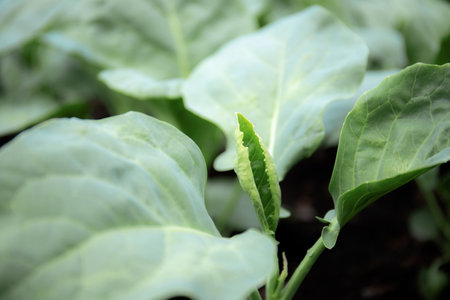 Kale with growing green leaves.の写真素材