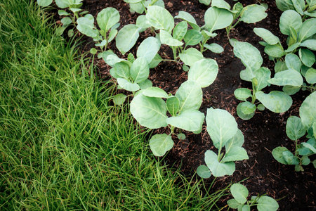 Kale on plot with the background.の写真素材