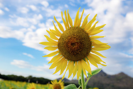 Sunflower in field with the blue sky.の写真素材