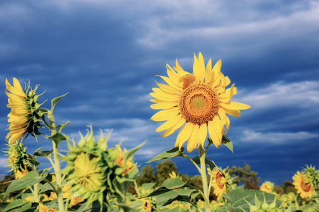 Sunflower on field with the blue sky in summer.の写真素材