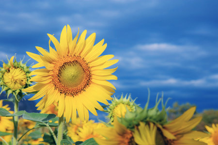 Sunflower on field with the blue sky background.の写真素材
