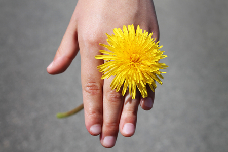 Dandelion in child hand.の写真素材