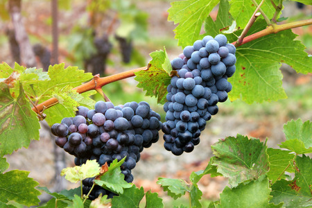 Bunches of dark grapes in wine yardの写真素材
