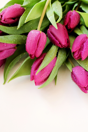 Tulips flowers with drops of dew on white backgroundの写真素材