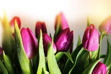Tulips flowers with drops of dew closeupの写真素材