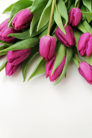 Tulips flowers with drops of dew on white backgroundの写真素材