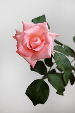 pink roseの写真素材