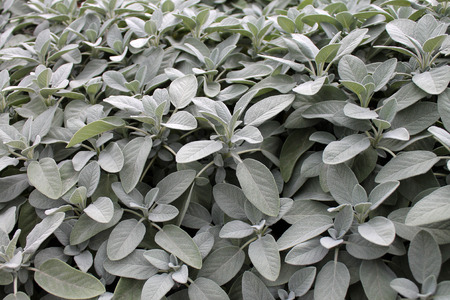 Sage (salvia officinalis)の写真素材