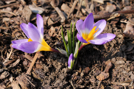 Violet Crocusの写真素材