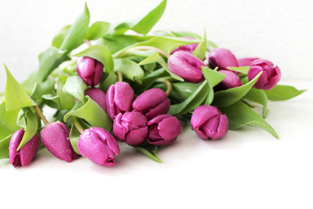 Tulips flowers with drops of dew on white backgroundの写真素材
