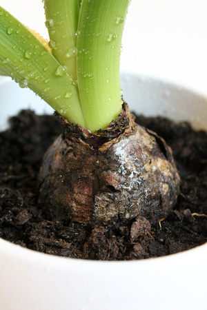 Hyacinth sprout with drops of dew in a white potの写真素材