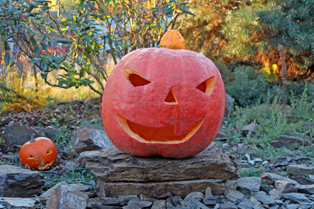 Halloween pumpkin at a gardenの写真素材