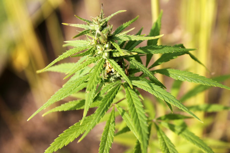 Branch of cannabis plant with budsの写真素材