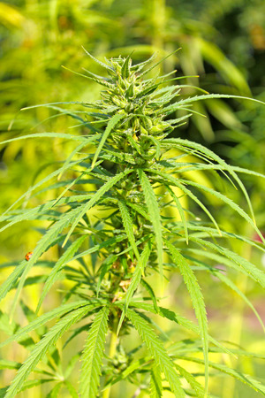 Branch of cannabis plant with budsの写真素材