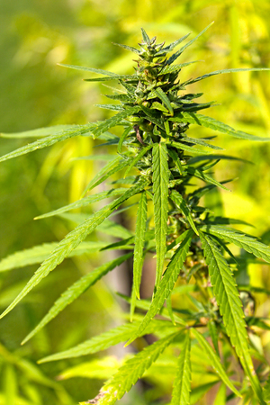 Branch of cannabis plant with budsの写真素材