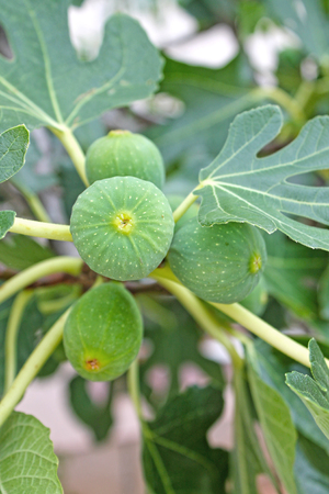 Green fig fruits on the tree close up.