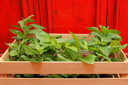 Pepper seedlings for sale on red wooden background.の写真素材