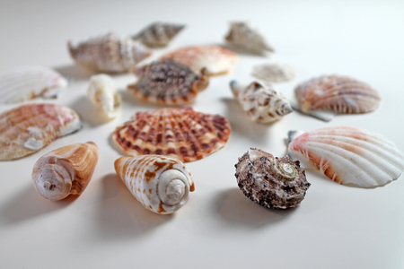 Seashells collection on white background.の写真素材