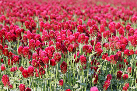 Field of red clover close up.の写真素材