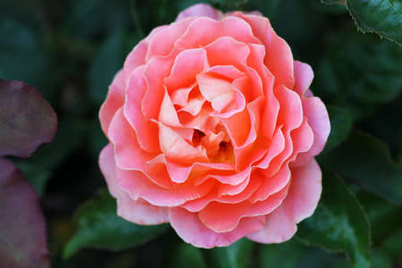 Fresh pink rose at a garden close-up.の写真素材