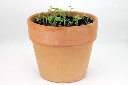 Sprouts of basil plant in ceramic pot on white background. Studio shot.の写真素材